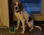 Un Foxhound Anglais assis devant une porte