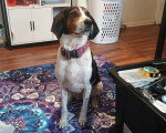 Un Foxhound Anglais assis sur un tapis