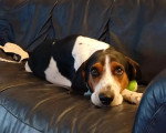 Un Foxhound Anglais allongé sur un canapé