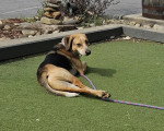 Un Foxhound Anglais allongé sur une pelouse