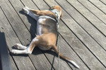 Un Foxhound Anglais allongé sur un plancher en bois