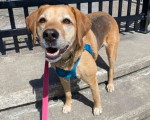 Un Foxhound Anglais tenu en laisse sur un banc en pierre 