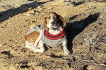 Un Foxhound Anglais allongé sur une surface sableuse