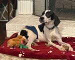 Un Foxhound Anglais allongé sur un tapis