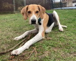 Un Foxhound Anglais allongé sur un terrain herbeux 