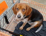 Un Foxhound Anglais assis dans un panier 