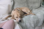 Un Foxhound Anglais allongé sur un canapé