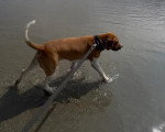 Un Foxhound Anglais marchant sur une surface sableuse
