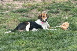 Un Foxhound Anglais allongé sur un terrain herbeux