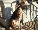 Un Foxhound Anglais assis et tenu en laisse