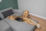 Un Foxhound Anglais allongé sur un canapé