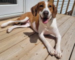 Un Foxhound Anglais allongé sur un plancher en bois