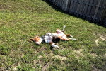 Un Foxhound Anglais allongé de dos sur un terrain herbeux