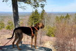 Un Foxhound Anglais  sur un rocher
