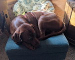 Un Foxhound Anglais allongé sur un fauteuil