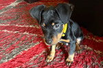 Un chiot Foxhound Anglais assis sur un tapis
