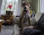 Un Foxhound Anglais sur un canapé