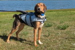 Un Foxhound Anglais sur un terrain herbeux et portant un harnais