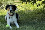 Un Foxhound Anglais allongé dans l'herbe