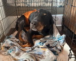 Un Foxhound Anglais allongé dans une cage