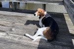 Un Foxhound Anglais allongé sur un plancher en bois
