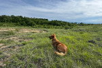 Un Foxhound Anglais allongé sur un terrain herbeux