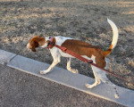 Un Foxhound Anglais tenu en laisse dans la rue 