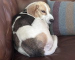 Un Foxhound Anglais allongé sur un canpé