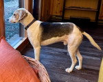 Un Foxhound Anglais regardant par la fenêtre