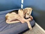 Un Foxhound Anglais allongé dans un panier et semblant dormir