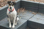 Un Foxhound Anglais assis sur un canapé