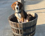 Un Foxhound Anglais assis dans un panier