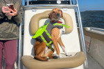 Un Foxhound Anglais assis et portant un gilet