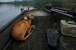 Un Foxhound Anglais allongé dans une barque