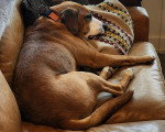 Un Foxhound Anglais allongé sur un canapé