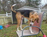 Un Foxhound Anglais sur une chaise