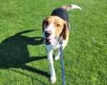 Un Foxhound Anglais marchant sur une pelouse