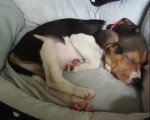 Un Foxhound Anglais dormant dans un panier