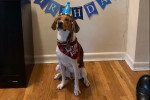 Un Foxhound Anglais assis sur un parquet
