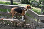 Un Foxhound Anglais sur un banc en bois