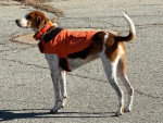 Un Foxhound Anglais portant un harnais