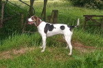 Un Foxhound Anglais sur une surface herbacée