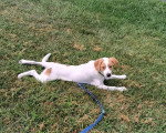 Un Foxhound Anglais allongé sur un terrain herbeux