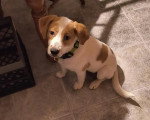 Un Foxhound Anglais assis sur un sol carrelé et regardant vers la caméra