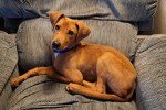 Un Foxhound Anglais allongé sur un fauteuil et portant un collier autour du cou