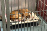 Un Foxhound Anglais allongé à l'intérieur d'une cage