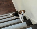 Un Foxhound Anglais montant un escalier