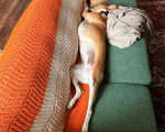 Un Foxhound Anglais allongé sur un canapé