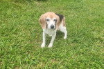 Un Foxhound Anglais sur un terrain herbeux