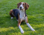Un Foxhound Anglais allongé sur un terrain herbeux